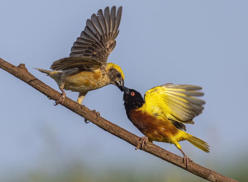 Wildlife, bird, Malkoha, Bird with prey, outdoor, nature, bird photography, colorful, BIF, Bird in Fly, Action, Motion Duelphoto preview