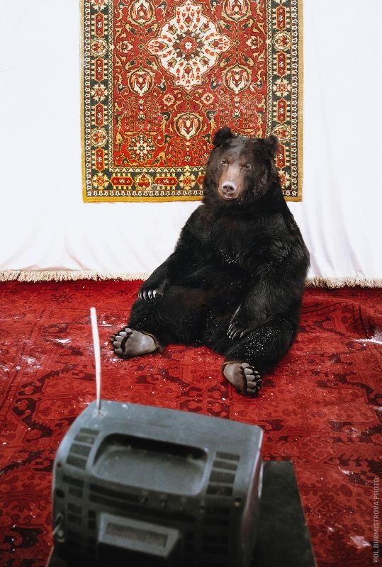 медведь, россия, пенсионер, на фоне ковра, ретро, телевизор, ламповый Цирковой медведь на пенсииphoto preview
