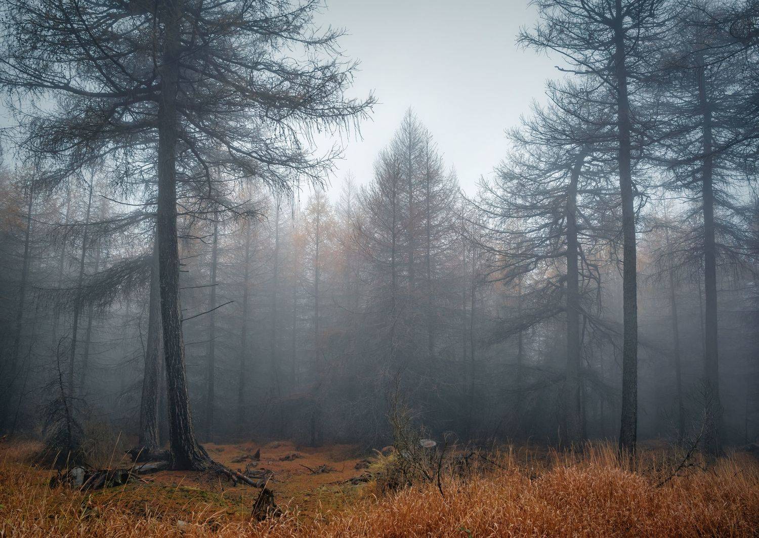 Горизонтальный  Нет людей  Фотография  Дерево  На улице  Лес  Природа  Живопись - Природа  День  Туман  Спокойствие  Красота в природе  Спокойная сцена  Пейзаж - Пейзажи  Ствол дерева  Не городская сцена  Лес  Растение  Окружающая среда  Небо, Андрей Ожерельев