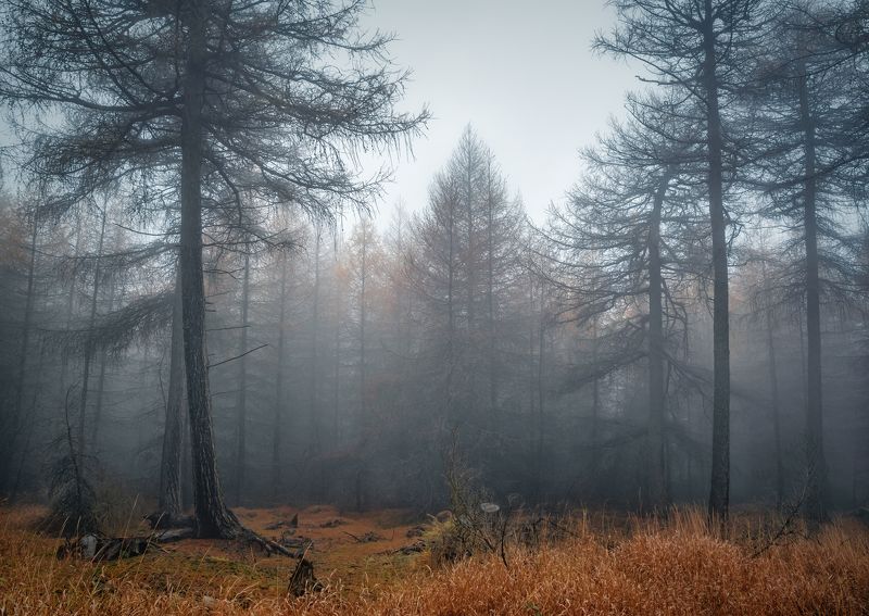 Горизонтальный  Нет людей  Фотография  Дерево  На улице  Лес  Природа  Живопись - Природа  День  Туман  Спокойствие  Красота в природе  Спокойная сцена  Пейзаж - Пейзажи  Ствол дерева  Не городская сцена  Лес  Растение  Окружающая среда  Небо Туманный Ноябрьphoto preview