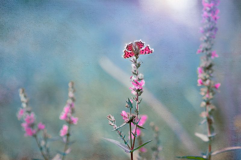 То ли бабочка, то ли виденьеphoto preview