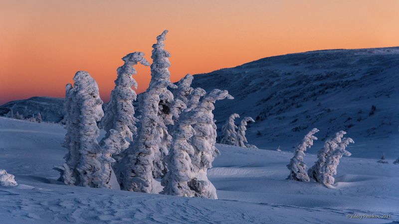 красочный, рассвет, сумерки, пихты, снег, иней, сугробы, зима, гора курган, шерегеш, горная шория Pro краски рассвета …photo preview
