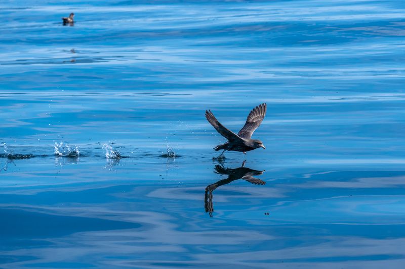 Бегом по водеphoto preview