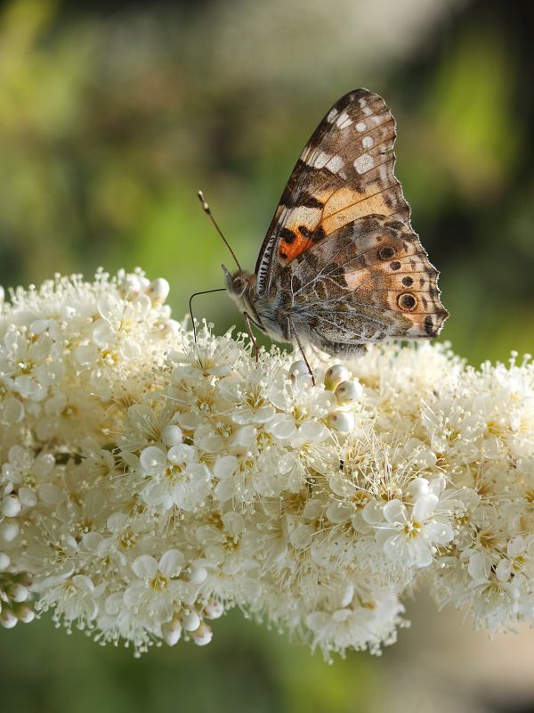 Июньphoto preview