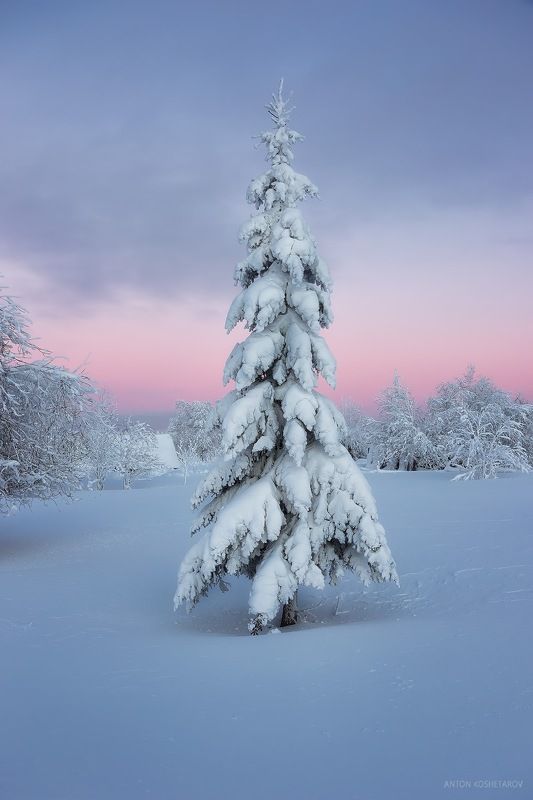 Ёлочкаphoto preview