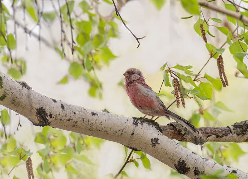 птица, урагус, весна, урагус.. фото превью
