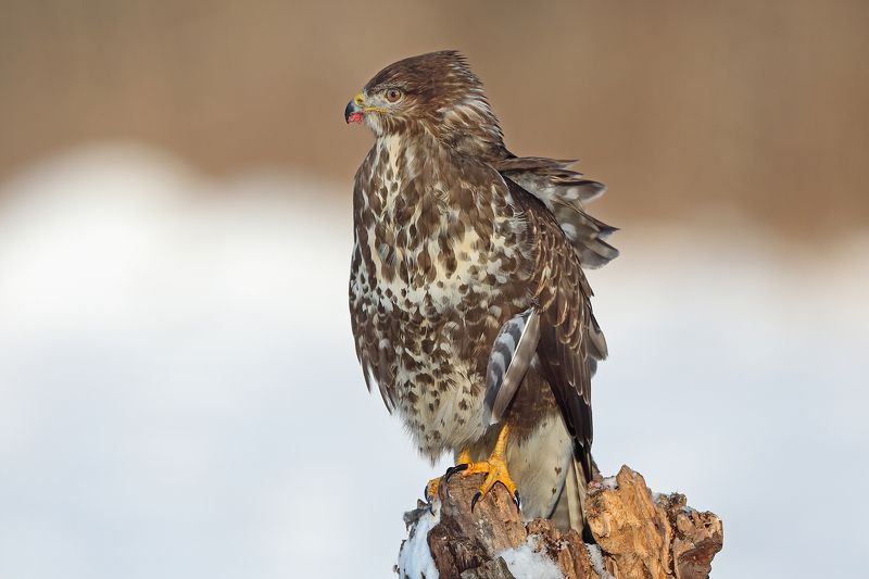 Канюк. фото превью