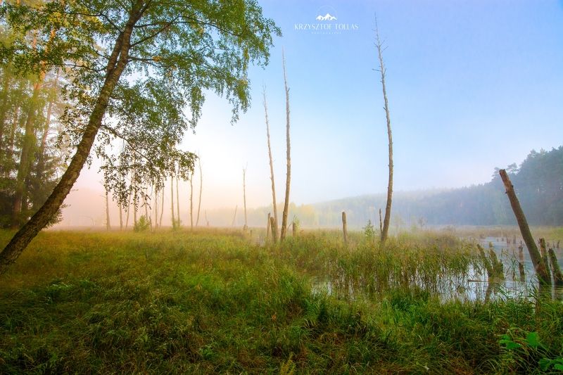 Kuźnik Nature Reserve - Marshes and Wetlandsphoto preview