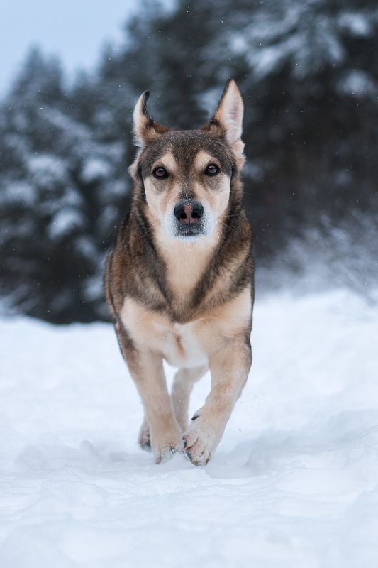 собака, животное Уокерphoto preview