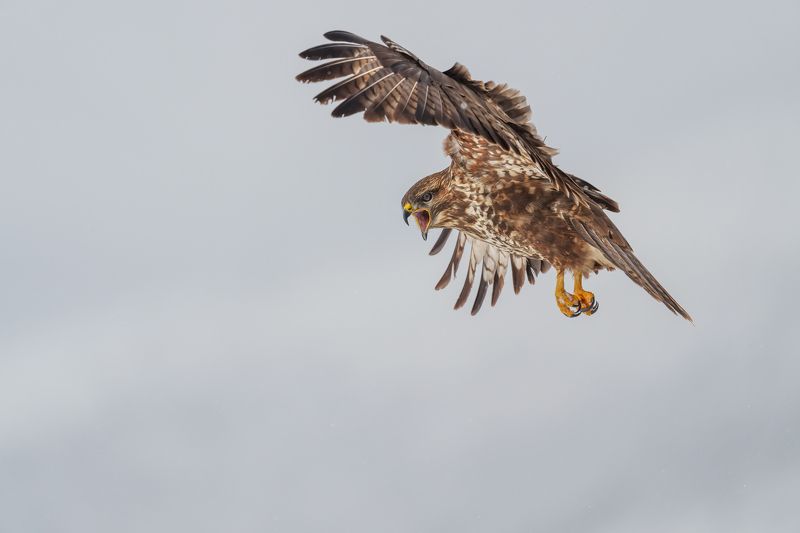 Мишелов /Buteo Buteo/..photo preview