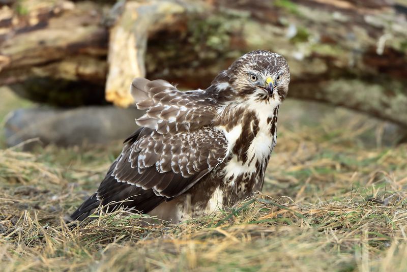 Канюк. фото превью