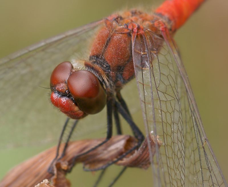 Усталаphoto preview