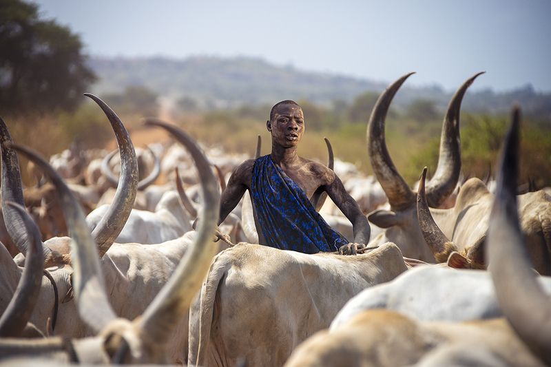 child,people,children,kids,boy,kid,africa,person,people,urban,woman,light,low key,low-key,girl,dark,fog,shadow,mundari,dinka,southsudan,sudan,tribal,tribe,africa,afrika,horns,sunset,sunrise,war,cattle,animal,nature,horn,wild,horned,cow,rural,south_sudan,c Mundari\'s male cowphoto preview