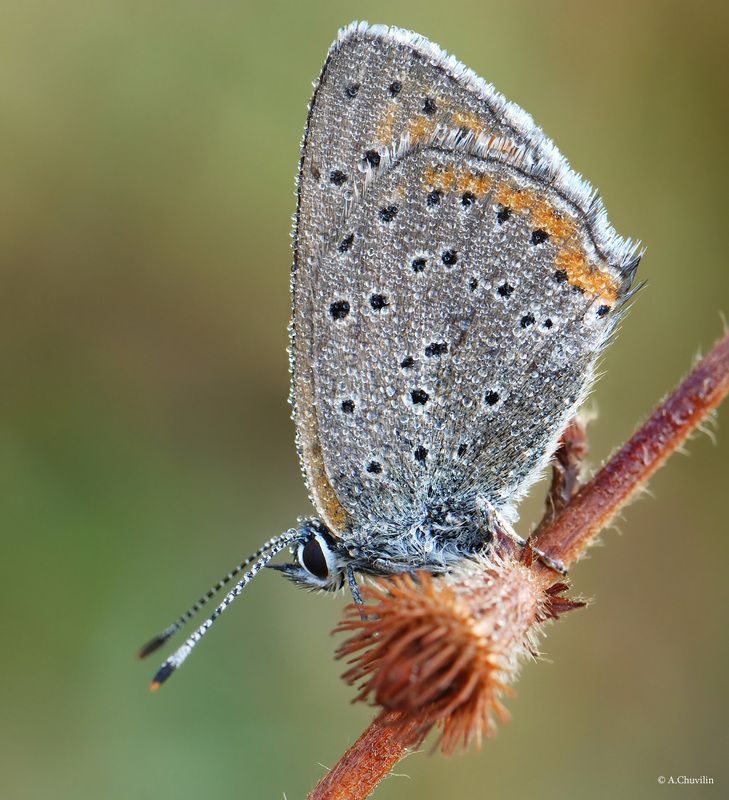 утро,роса,бабочка,alciphron По утру фото превью