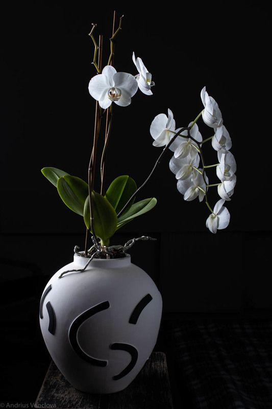 Фаленопсис в вазеphoto preview