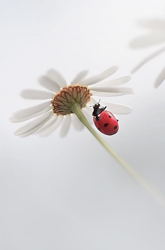 божья коровка, макрофотографии, , макро, ромашка Lady Коровкаphoto preview