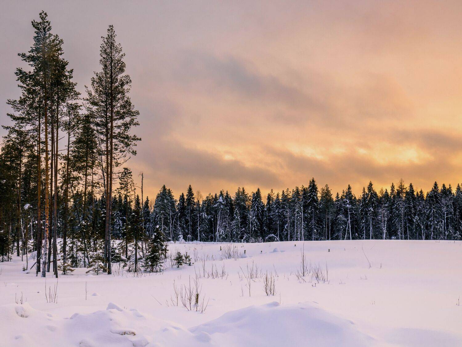 В лесу.... Автор: Титов Александр зима, утро, мороз, лес, снег, восход, небо, север, природа, пейзаж, деревья, Титов Александр