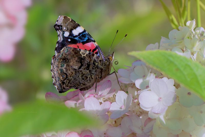 бабочка, адмирал, гортензии Адмиралphoto preview