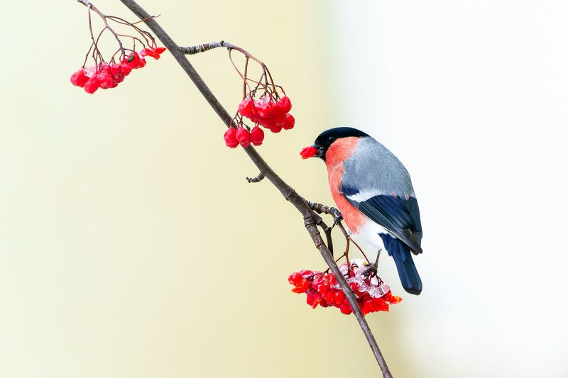 птицы, снегирь, зима, рябина Снегирь на рябинеphoto preview
