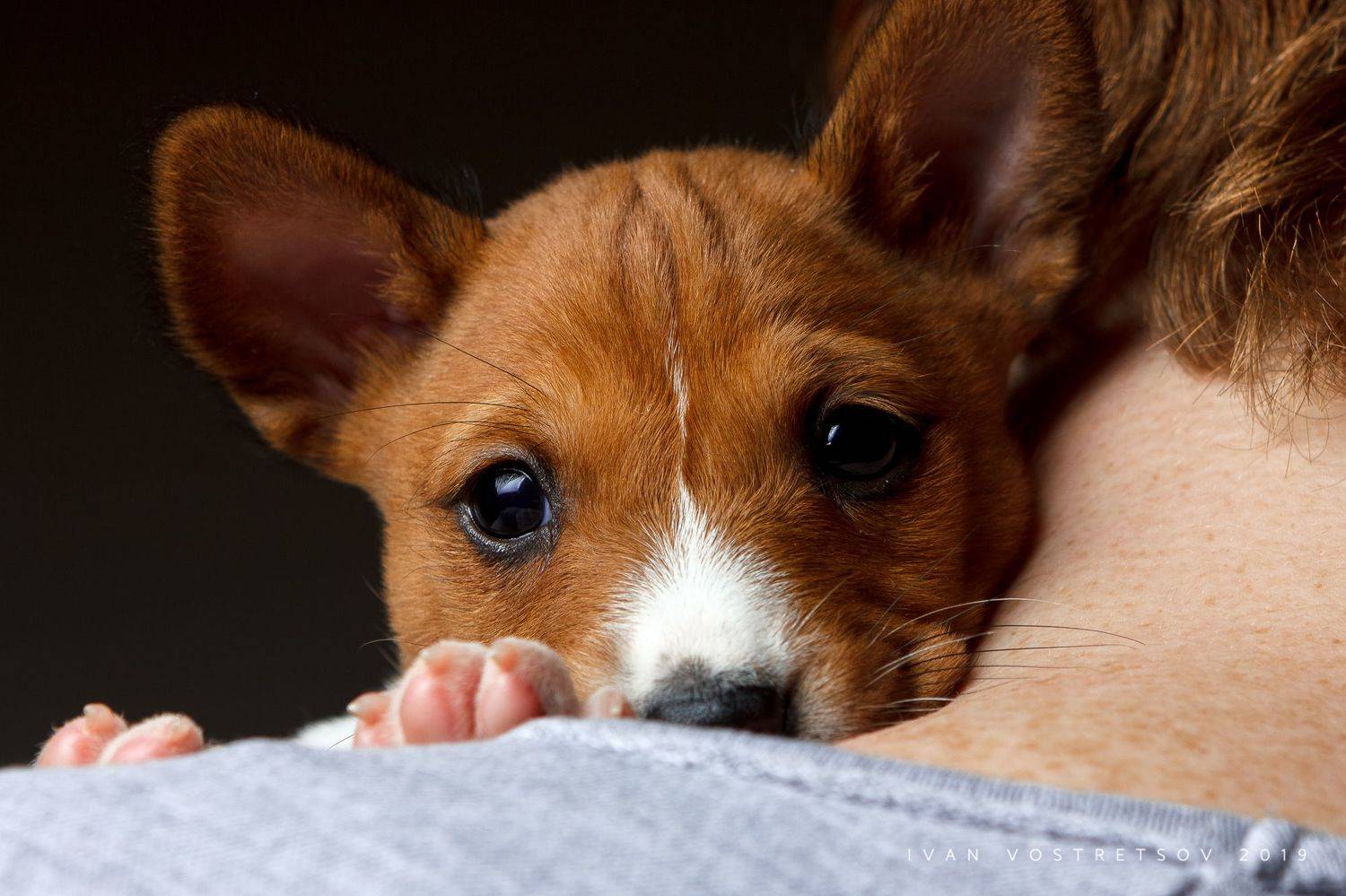 Рыжие. Автор: Иван Вострецов басенджи, щенок, собака, животные, рыжая, рыжие, pets, basenji, dogs, dog, puppy, Иван Вострецов