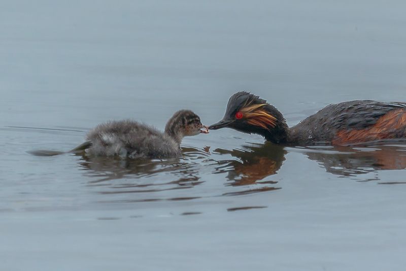中国，动物，水鸟，黑颈䴙䴘 父爱如山photo preview