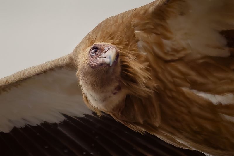 高山兀鹫 高山兀鹫photo preview