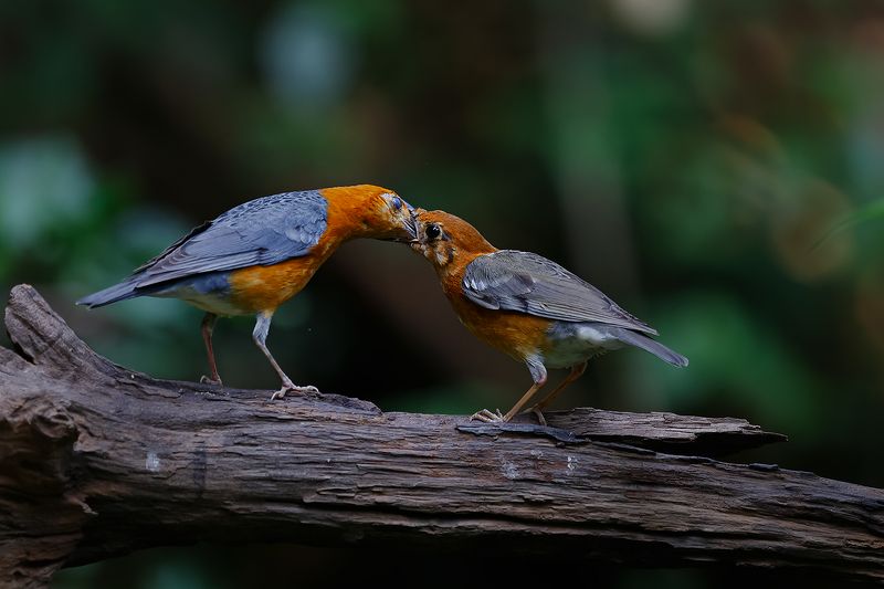 中国_橙头地鸫（  китай  рыжий дрозд  ） 哺育（выкармливать)photo preview