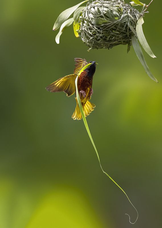 Wildlife, bird, Malkoha, Bird with prey, outdoor, nature, bird photography, colorful, BIF, Bird in Fly, Action, Motion Coming back homephoto preview