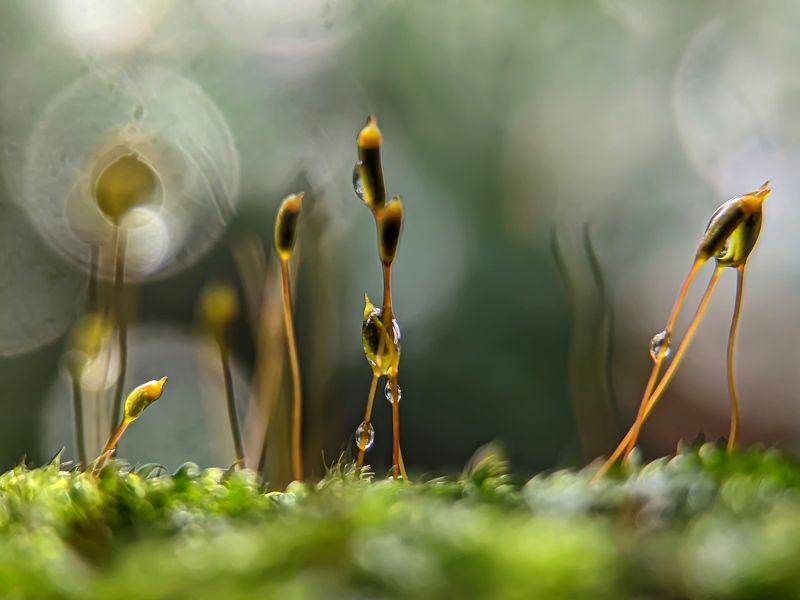 #xiaomi, , #mobilephotography, #landscape, #macro, #nature, moss Mossphoto preview