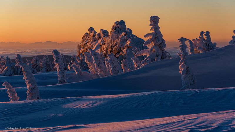 красочный, рассвет, пихты, снег, иней, сугробы, зима, гора курган, верблюды, шерегеш, горная шория Pro красочный момент рассвета …photo preview