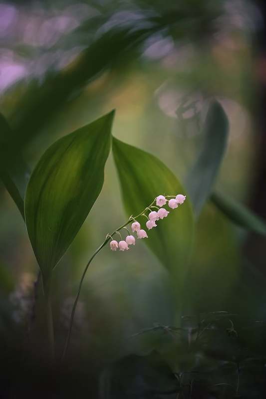 Весна-это новая жизнь.photo preview