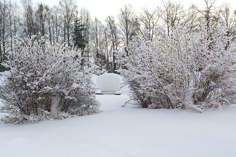 Белый снег пушистый.photo preview