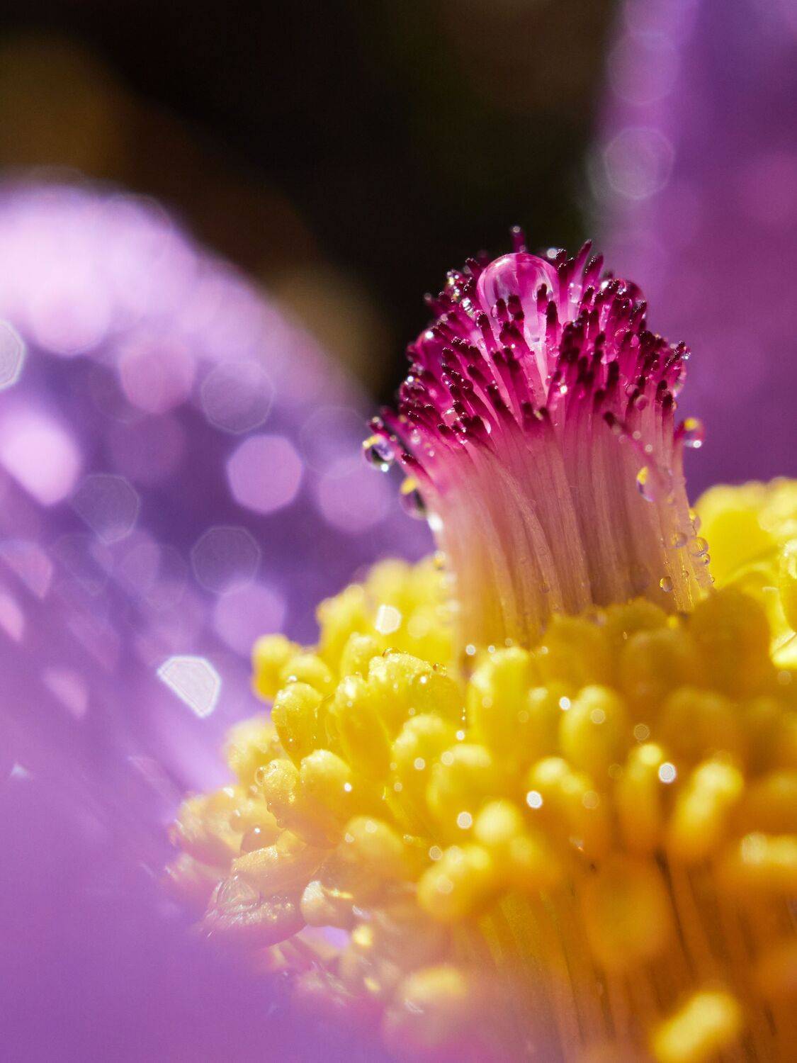 Сон трава. Автор: Сергей Калёв сон трава, весна, цветы, Сергей Калёв