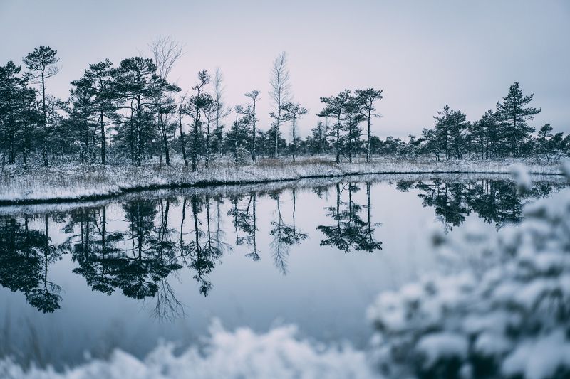 winter, sky, outdoor, new, frost, cover, environment, natural, snowy, beautiful, frozen, ice, forest, season, snow, nature,  Cold winter landscape frozen snow swamp Kemeriphoto preview