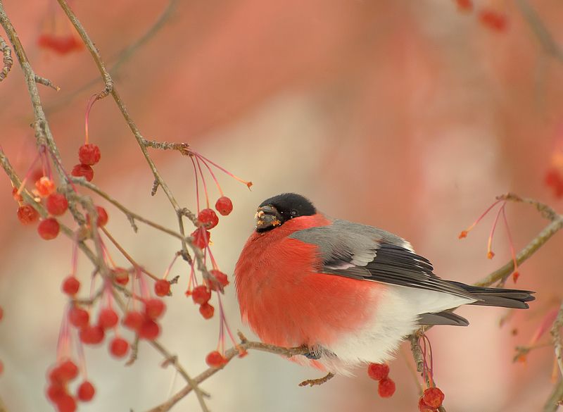Пиршество красногоphoto preview