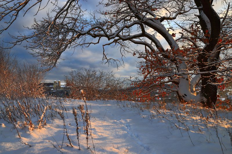 winter, morning, tyniec, snow, light, tree, oak, monastery, Winter morningphoto preview