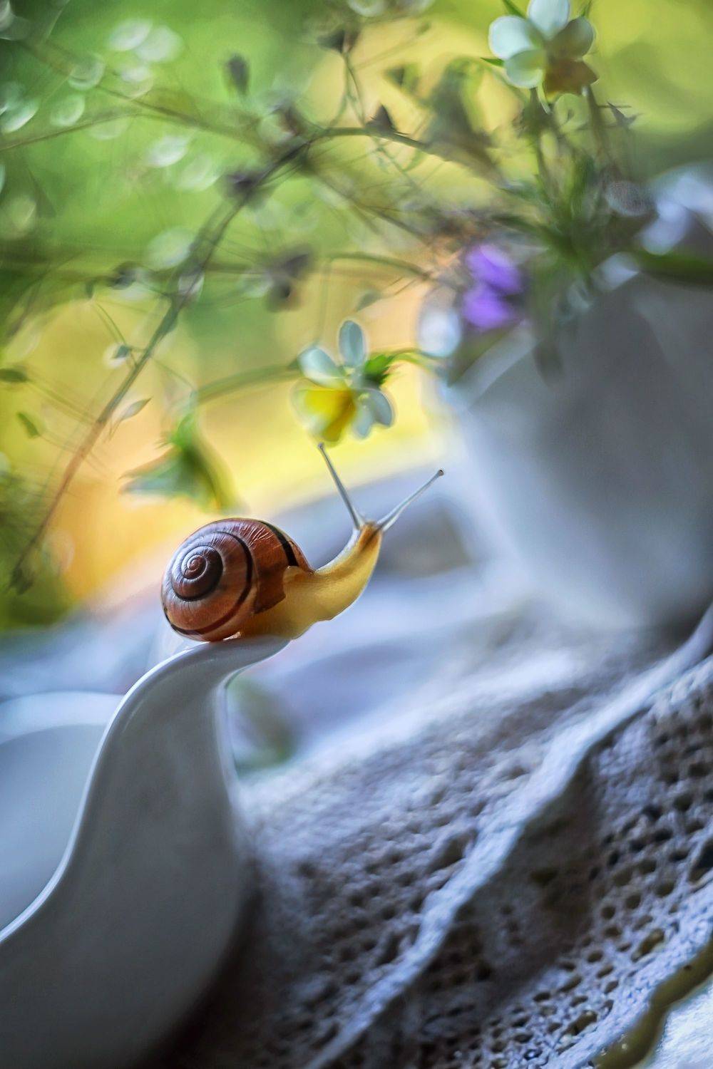 улитка,лето, фиалки, маленький кораблик, ирина горюкина, выбирай свой путь, Ирина Горюкина
