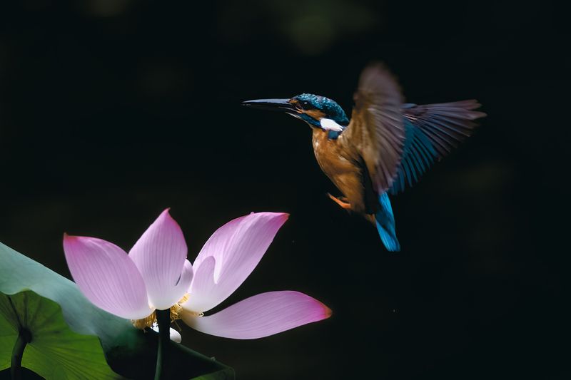 普通翠鸟 翠鸟荷花photo preview