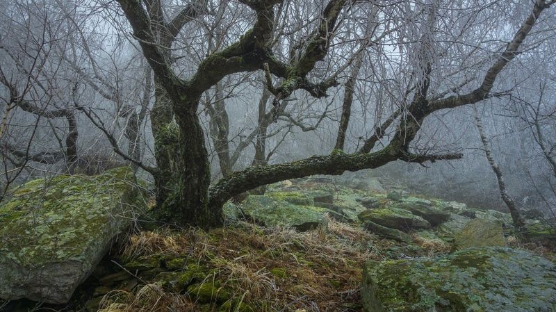 туман, лес, развалка photo preview