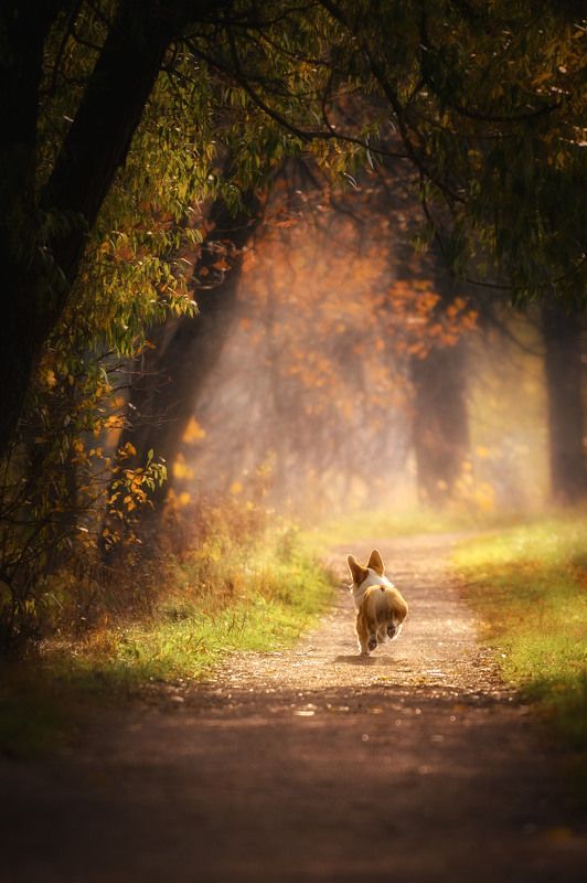 корги Сказочное путешествиеphoto preview
