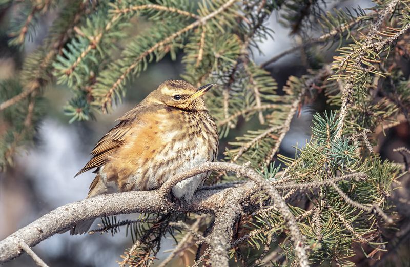 птица, дрозд белобровик, белобровик..photo preview
