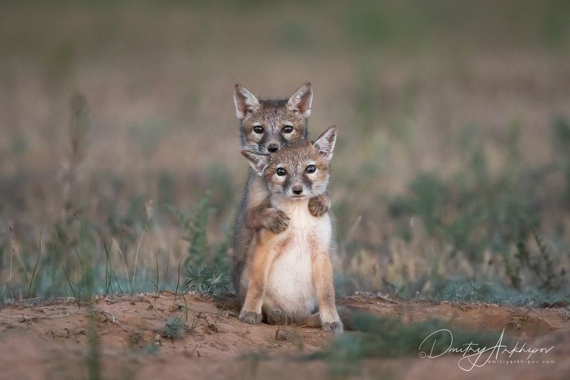 Корсачатаphoto preview