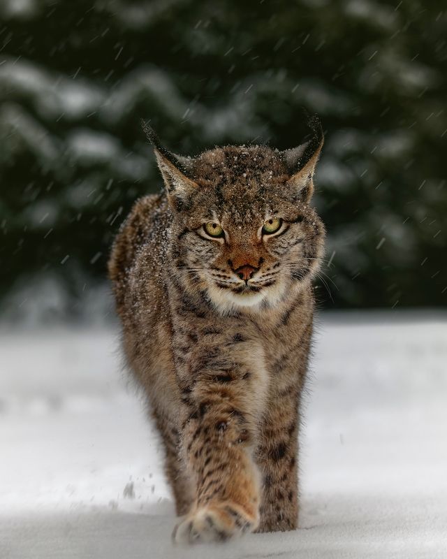 big cat, lynx, bobcat, winter, snow Meet the lynxphoto preview