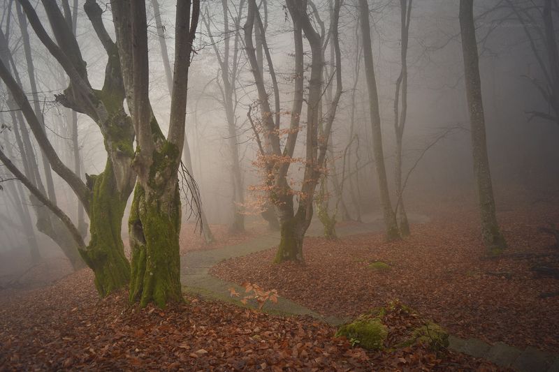 Дорожка в туманphoto preview