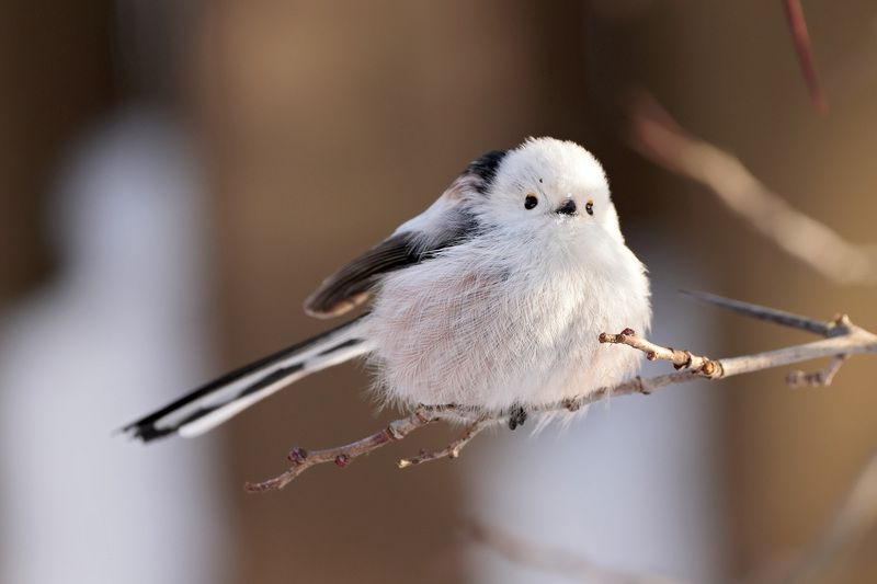 ополовник, птицы, синица Ополовникphoto preview