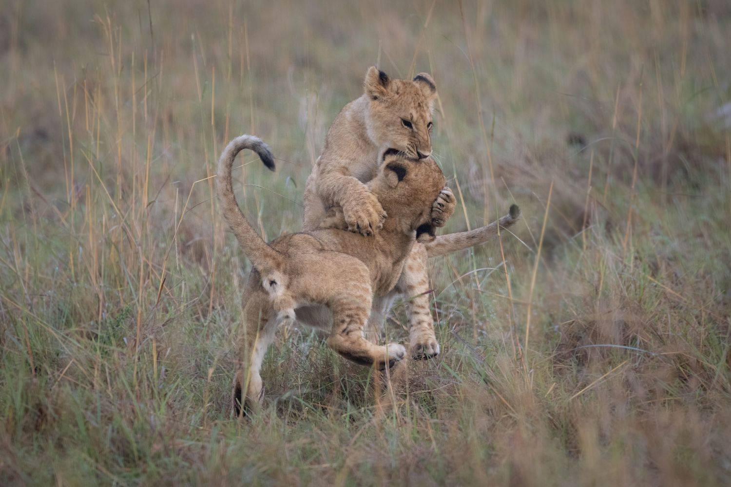 Young Fighters. Автор: Roman Bevzenko lion, cub, cubs, animals, wil life, wild animals, mammals, nature, safari, africa, kenya, masai mara, Roman Bevzenko