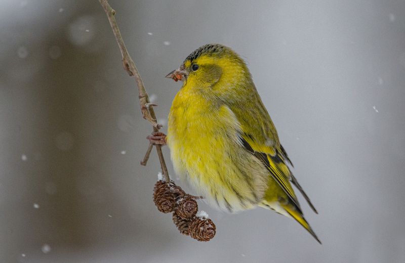 Чиж, Spinus spinus Чиж (Spinus spinus).photo preview