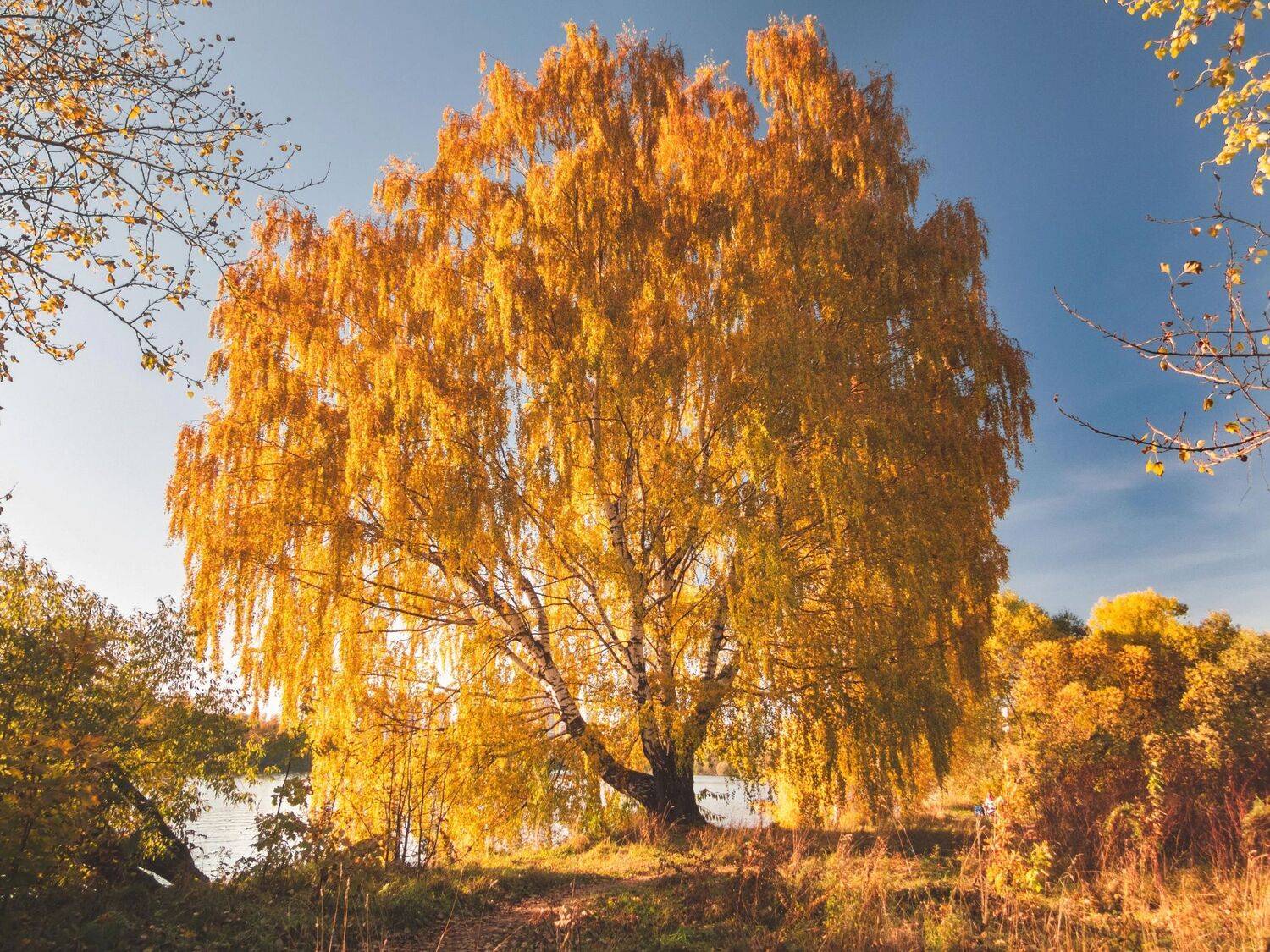 россия,москва,строгино,район,большой,строгинский,затон,парк,лес,лесопарк,щукинский,полуостров,осень,октябрь,солнце,золотой,час,золотая,осень,береза,плакучая,крона,ветви,листья,осенние,режимное,время,берег,вода,ствол,уикэнд,туризм,путешествия,дерево,жёлтый, Котов Андрей