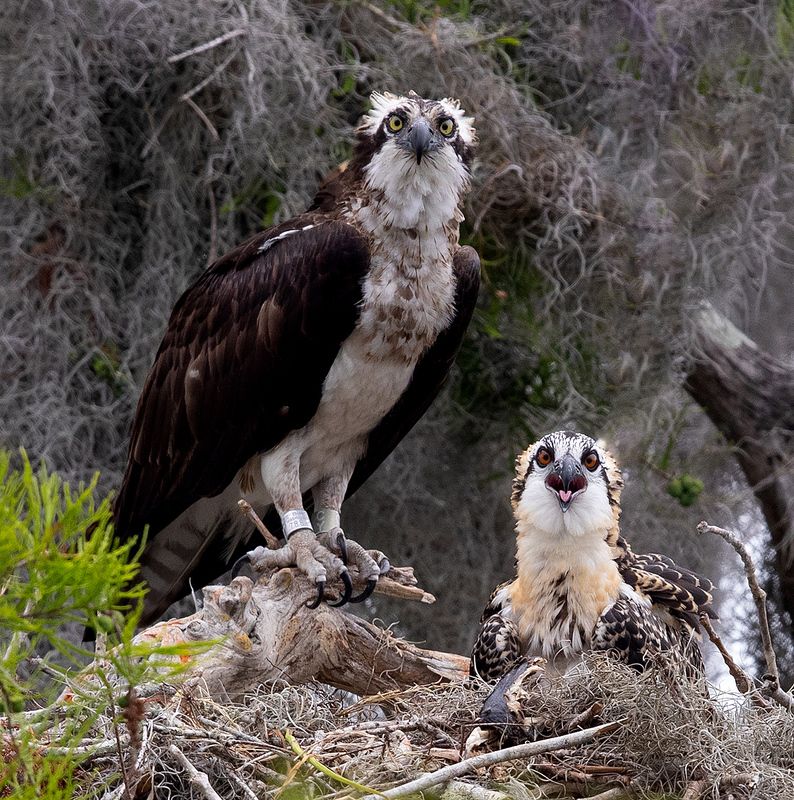 cкопа, osprey, florida, хищные птицы, wildlife Osprey with baby - Cкопаphoto preview