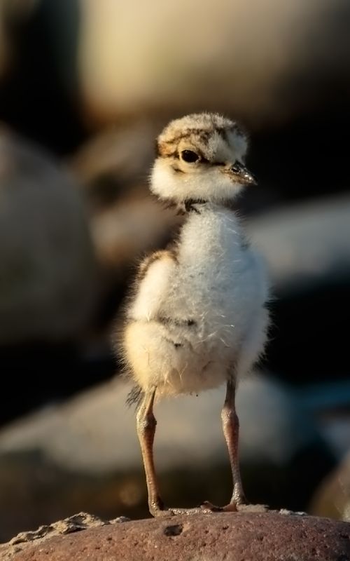 金眶鸻 金眶鸻（学名：Charadrius dubius）photo preview